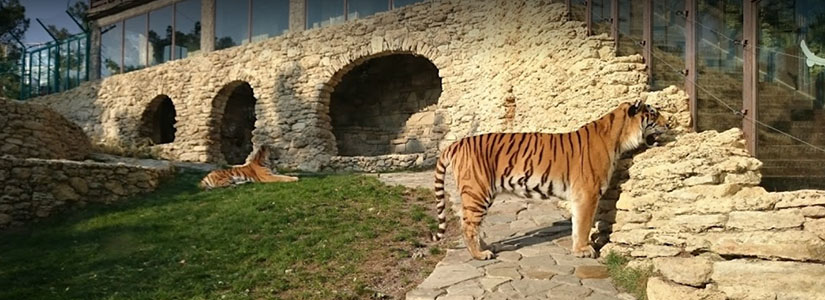 Зоопарк «Сафари-парк» с посещением канатной дороги и обзорной площадки на Геленджикскую бухту