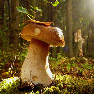 В сосновый бор за грибами